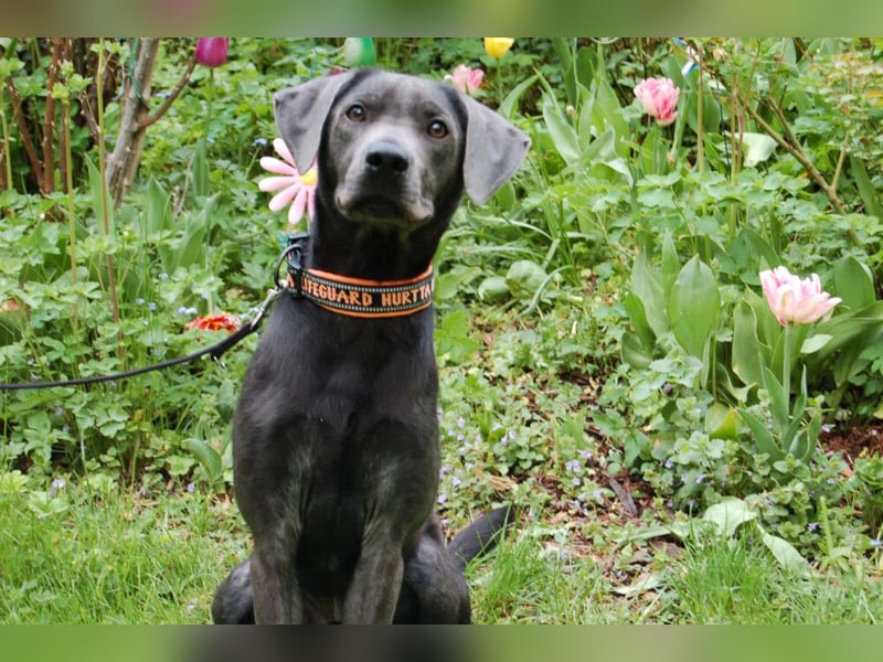 La Pauli - verspielter, neugieriger junger Familienhund - Tierhilfe Franken e.V.