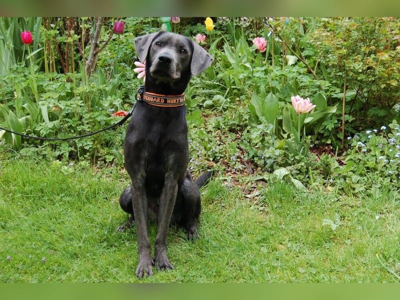 La Pauli - verspielter, neugieriger junger Familienhund - Tierhilfe Franken e.V.