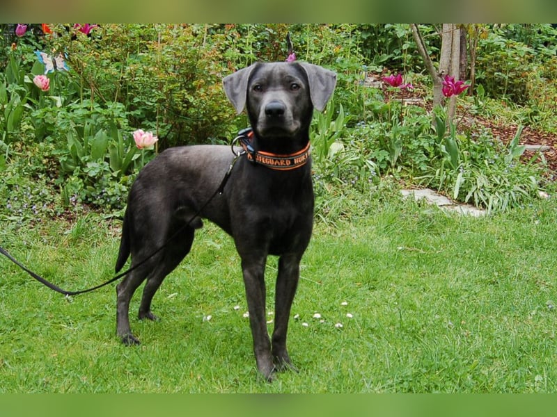 La Pauli - verspielter, neugieriger junger Familienhund - Tierhilfe Franken e.V.