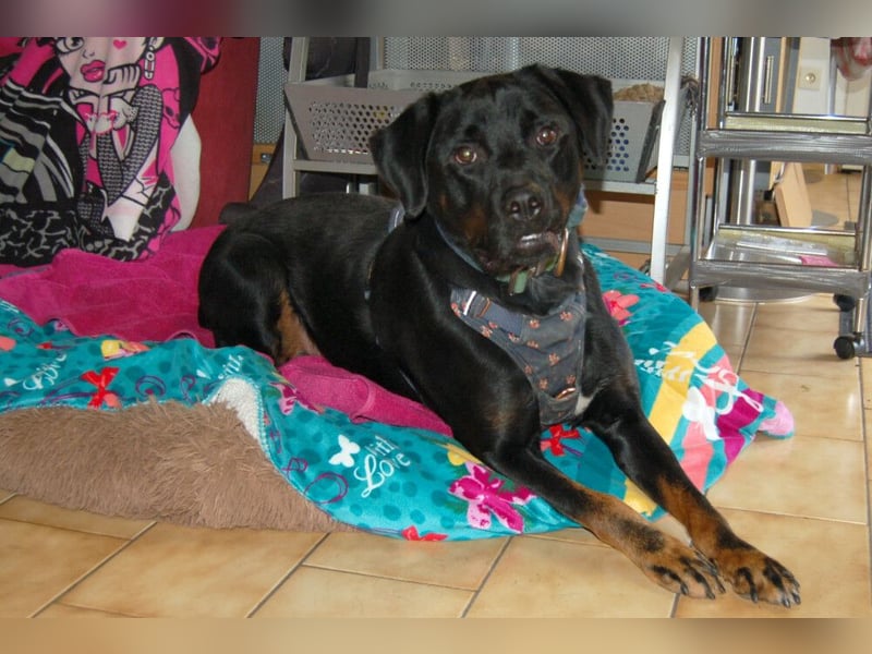 Chopper - verschmust und aktiv - Tierhilfe Franken e.V.