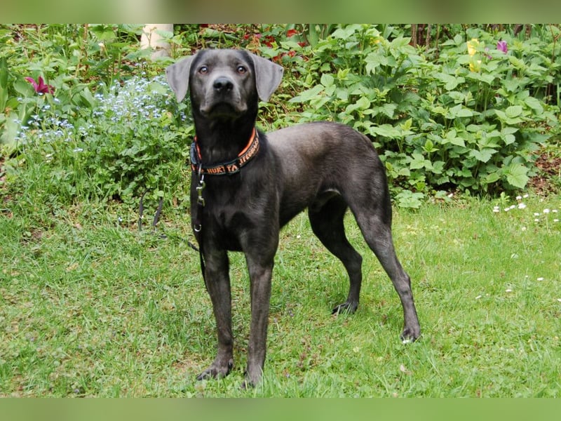 La Pauli - verspielter, neugieriger junger Familienhund - Tierhilfe Franken e.V.
