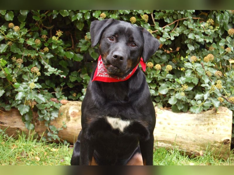 Chopper - verschmust und aktiv - Tierhilfe Franken e.V.