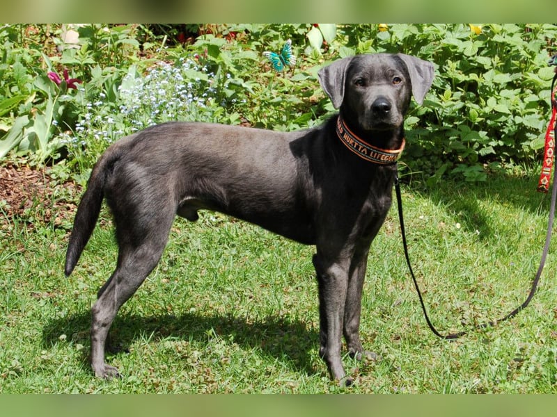 La Pauli - verspielter, neugieriger junger Familienhund - Tierhilfe Franken e.V.