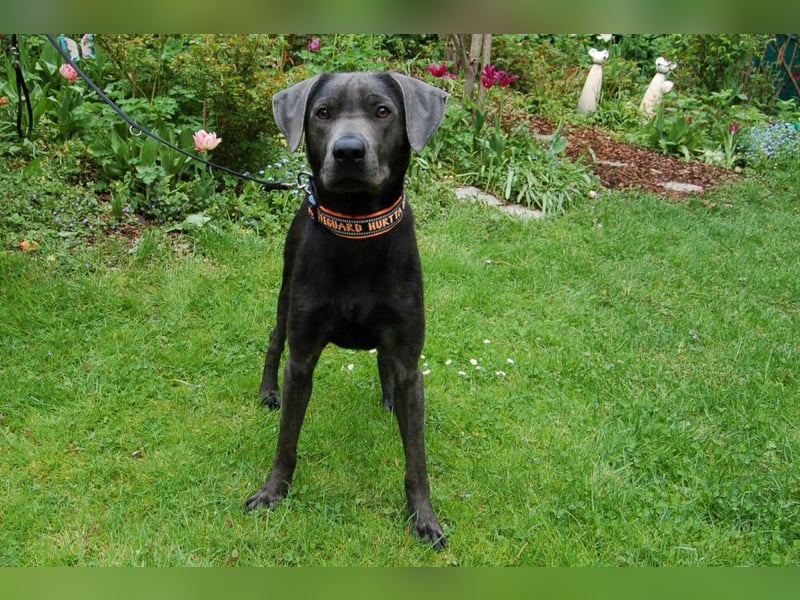 La Pauli - verspielter, neugieriger junger Familienhund - Tierhilfe Franken e.V.
