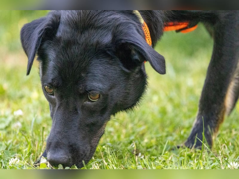 Meria - neugierige Hündin sucht sportliche Familie - Tierhilfe Franken e.V.