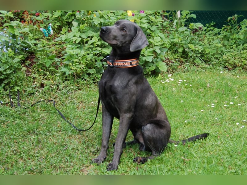 La Pauli - verspielter, neugieriger junger Familienhund - Tierhilfe Franken e.V.