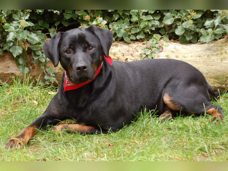 Chopper - verschmust und aktiv - Tierhilfe Franken e.V.