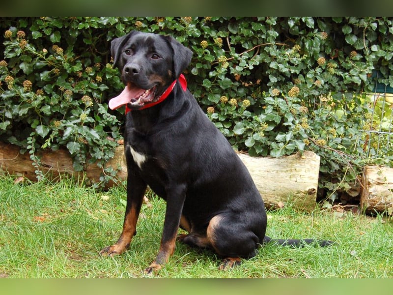 Chopper - verschmust und aktiv - Tierhilfe Franken e.V.