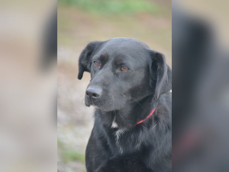 Liebe, gut verträgliche Labrador-Retriever Mischlingshündin Wroni, ca. 2020 geboren