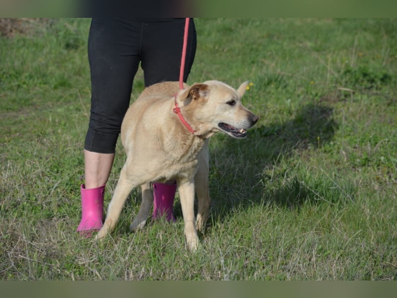 MISHA ist ein sehr lieber und freundlicher (großer) Labrador-Mixrüde, ca. 2018/2019 geboren.
