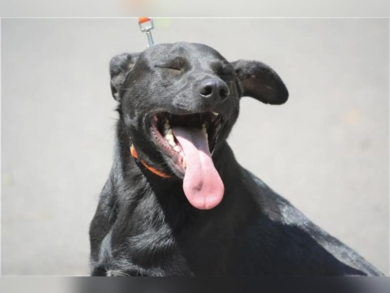 Mike - Lieber Labrador-Viszla Rüde, geb. ca. 2021, gut verträglich, aufmerksam