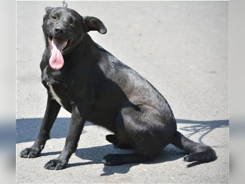 Mike - Lieber Labrador-Viszla Rüde, geb. ca. 2021, gut verträglich, aufmerksam