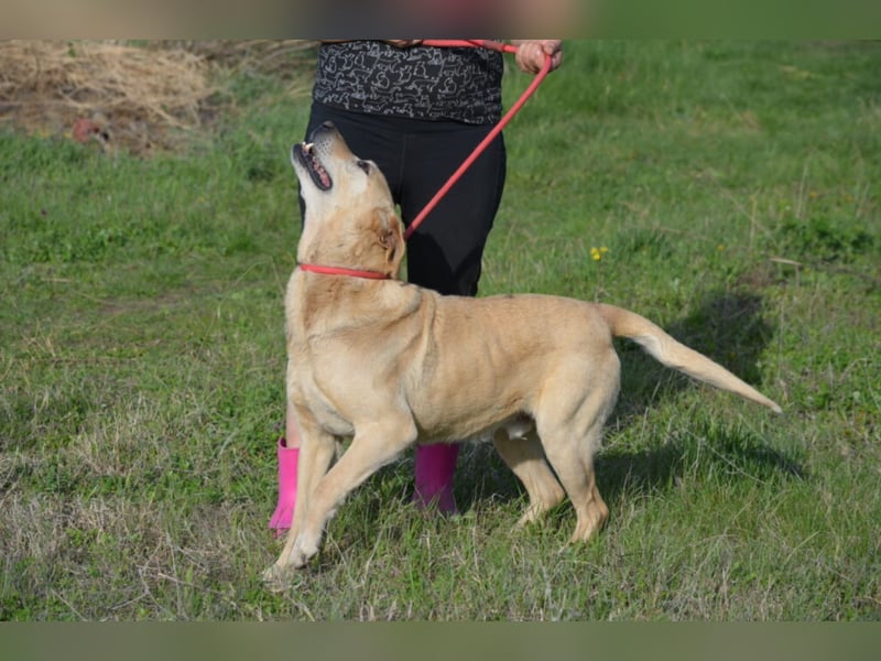 MISHA ist ein sehr lieber und freundlicher (großer) Labrador-Mixrüde, ca. 2018/2019 geboren.