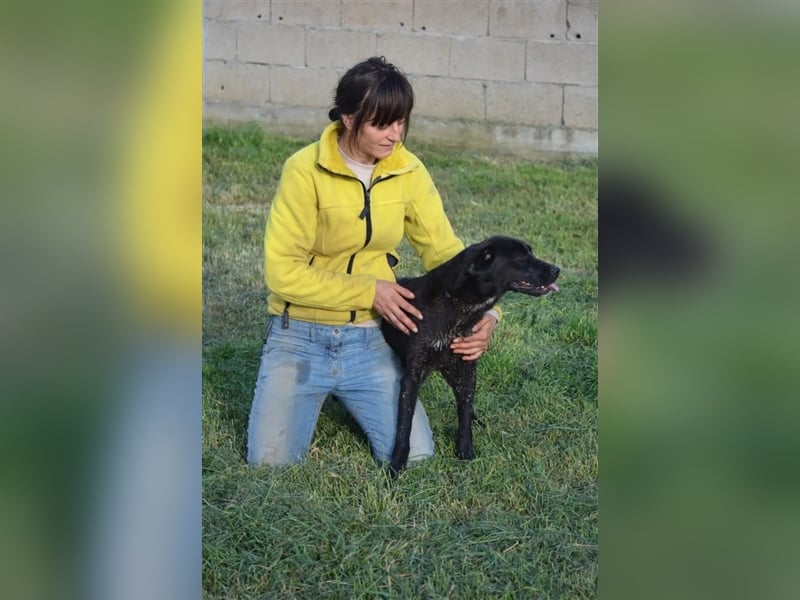 „Vroni“, liebe und aktive Labbi-Mixhündin, ca. 2021 geboren, gut verträglich, offen und freundlich