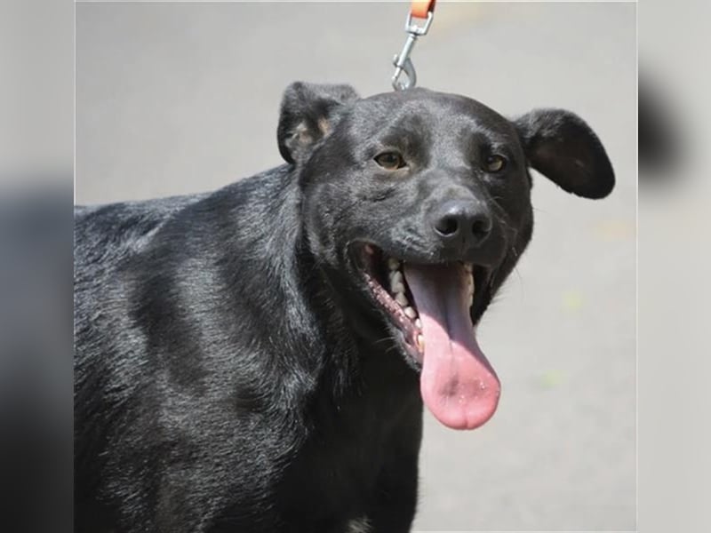 Mike - Lieber Labrador-Viszla Rüde, geb. ca. 2021, gut verträglich, aufmerksam