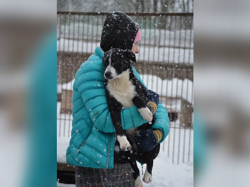 Lieber noch zurückhaltender Junghundrüde „Cooper“, ca. 09.2023 geboren, sucht Körbchen