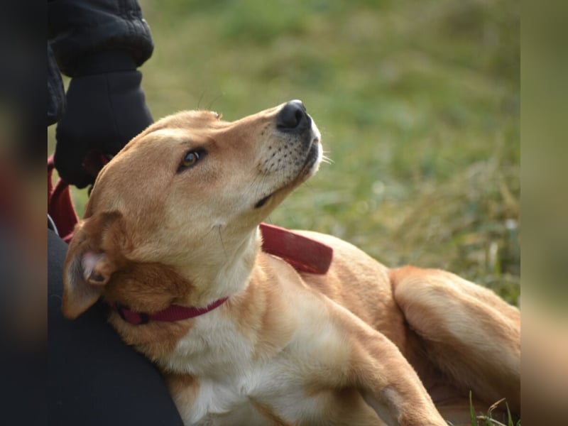 Verschmuste Hündin „Celine“, ca. 2023 geboren, verträglich, unkompliziert.