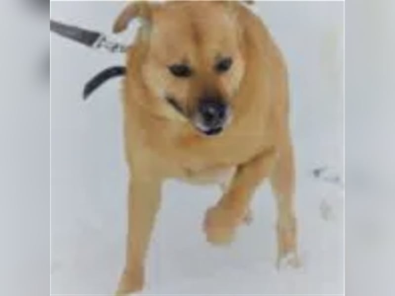 Dingo - Rüde , aufmerksam, treu, aktiv. Geb. ca. 2012/2013