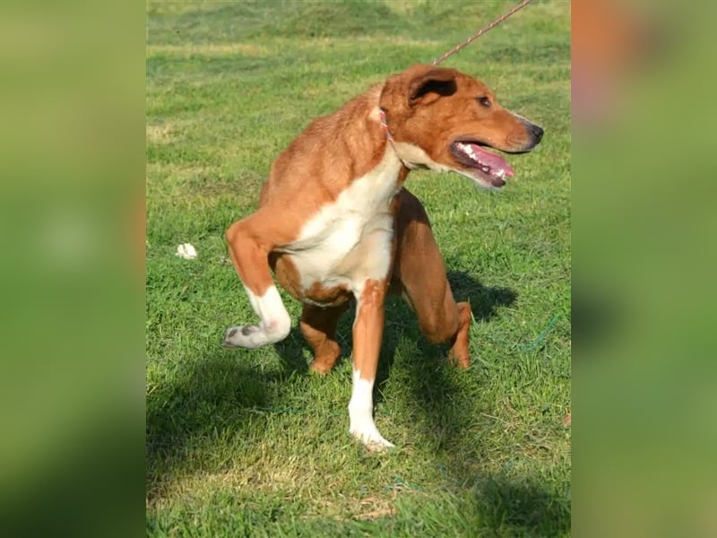 „Uwe“ ist ein Seelenhund. Er ist sehr sanft, ruhig, sehr anhänglich.Ca. 2018. geboren