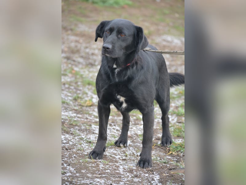 Liebe, gut verträgliche Labrador-Retriever Mischlingshündin Wroni, ca. 2020 geboren