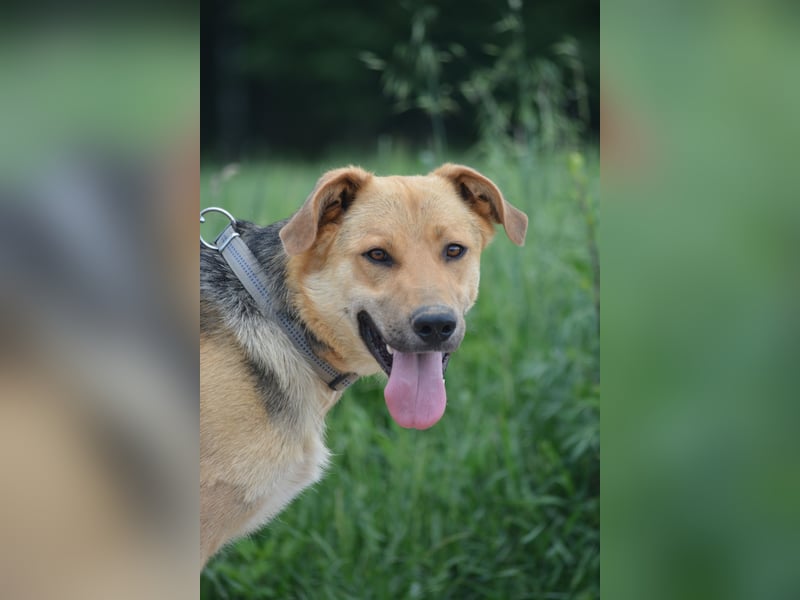 "Elliot", ca, 2023 geboren, sucht ein stabiles Zuhaus