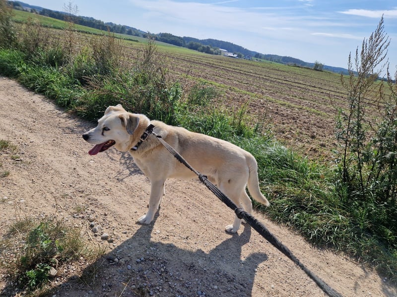 ADI, ca. 2017 geboren, Labbi-Mix, sehr treu und lieb, sucht Einzelplatz