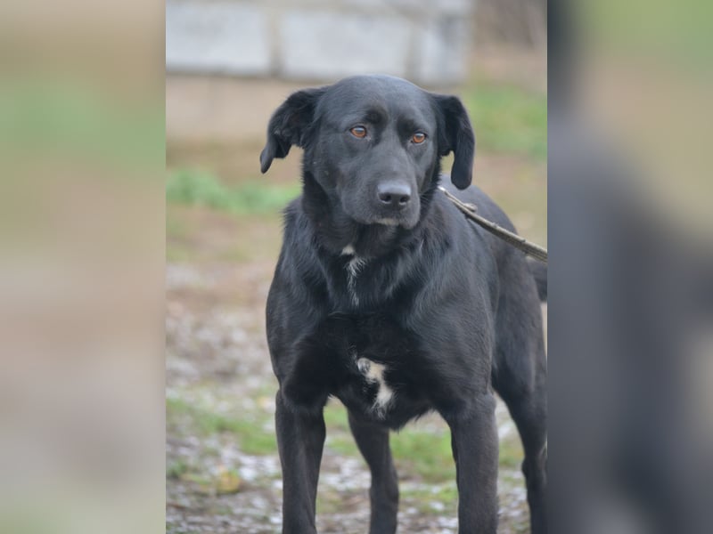 Liebe, gut verträgliche Labrador-Retriever Mischlingshündin Wroni, ca. 2020 geboren