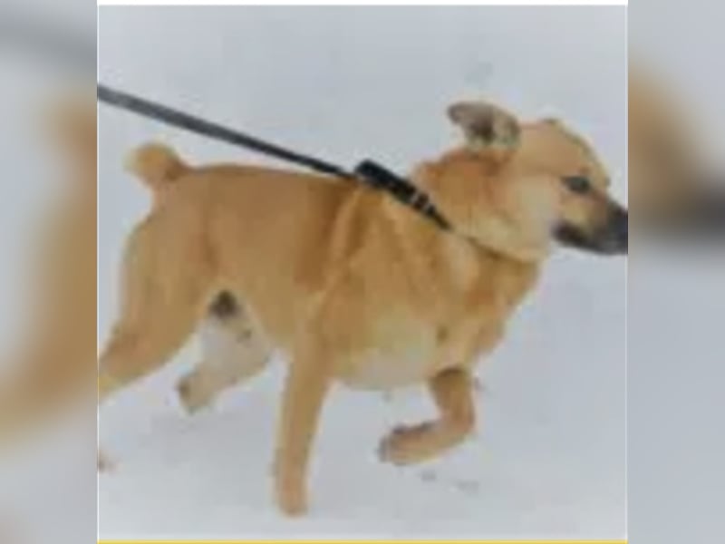 Dingo - Rüde , aufmerksam, treu, aktiv. Geb. ca. 2012/2013