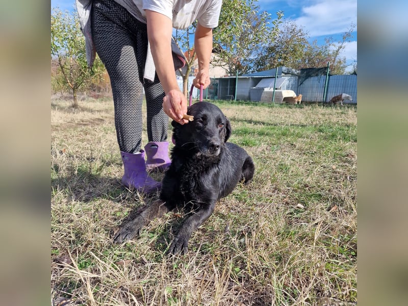 Aktive Labrador-Mixhündin Negra, ca. 2020 geboren, sucht Zuhause