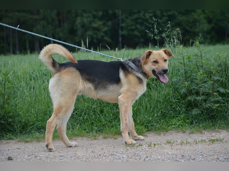 "Elliot", ca, 2023 geboren, sucht ein stabiles Zuhaus