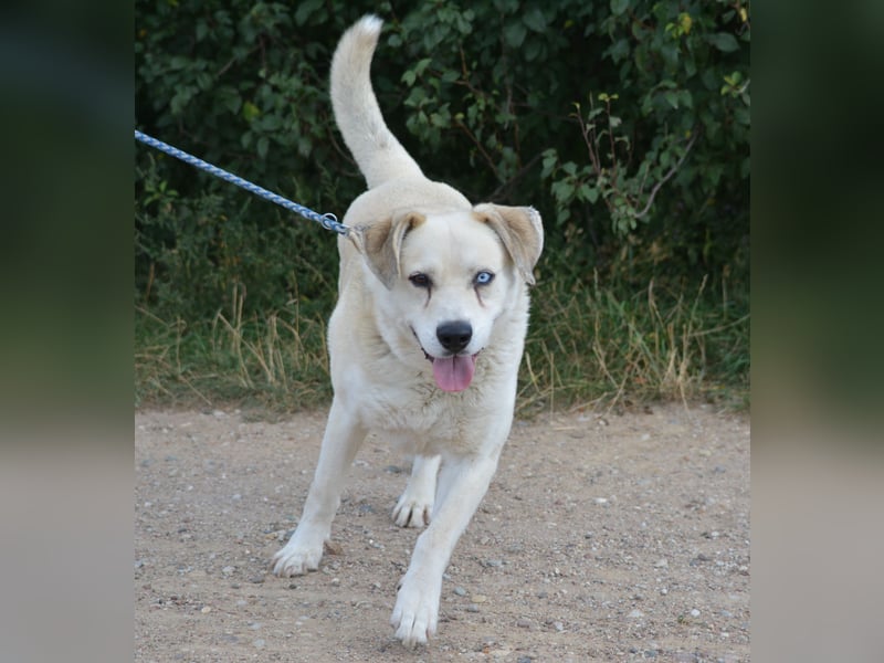 ADI, ca. 2017 geboren, Labbi-Mix, sehr treu und lieb, sucht Einzelplatz