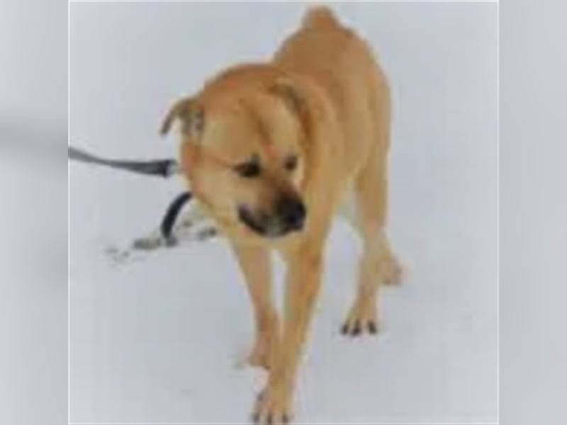 Dingo - Rüde , aufmerksam, treu, aktiv. Geb. ca. 2012/2013