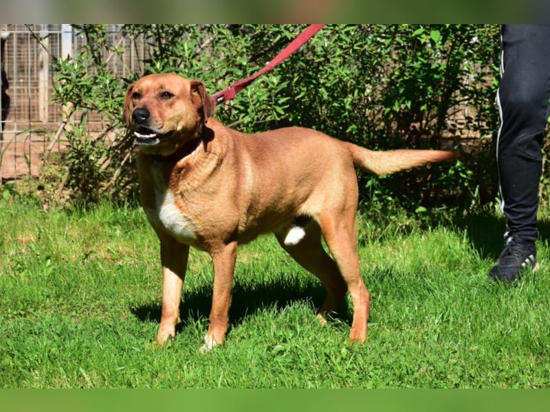 Sein Unterbiss ist einfach zum Liebhaben. Der Schatz „VENDEL“, ca. 04.2021 geboren