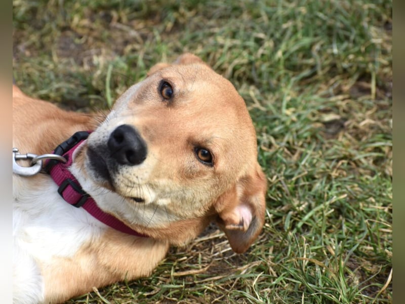 Verschmuste Hündin „Celine“, ca. 2023 geboren, verträglich, unkompliziert.