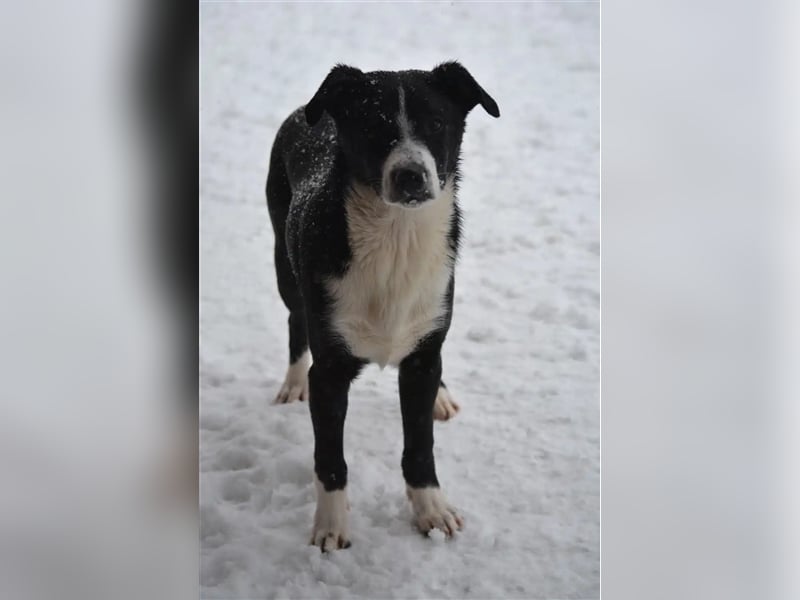 Lieber noch zurückhaltender Junghundrüde „Cooper“, ca. 09.2023 geboren, sucht Körbchen