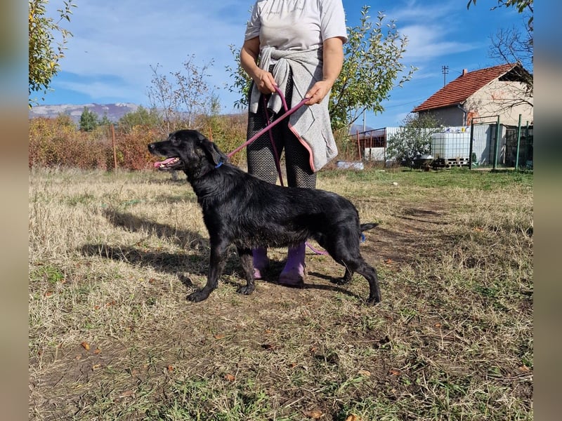 Aktive Labrador-Mixhündin Negra, ca. 2020 geboren, sucht Zuhause