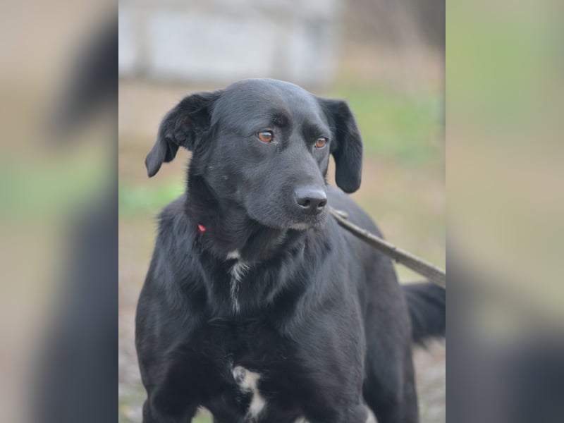 Liebe, gut verträgliche Labrador-Retriever Mischlingshündin Wroni, ca. 2020 geboren