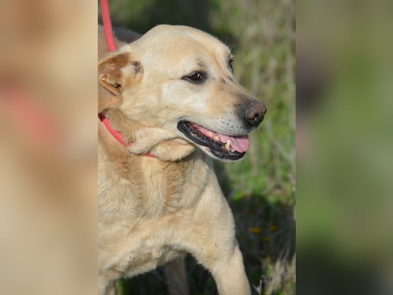 MISHA ist ein sehr lieber und freundlicher (großer) Labrador-Mixrüde, ca. 2018/2019 geboren.