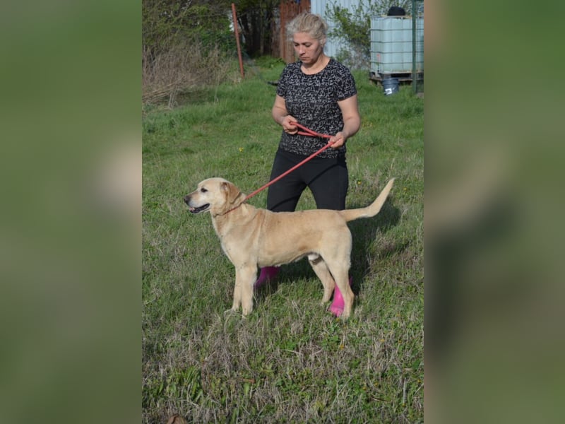MISHA ist ein sehr lieber und freundlicher (großer) Labrador-Mixrüde, ca. 2018/2019 geboren.