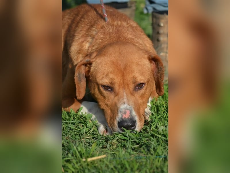 „Uwe“ ist ein Seelenhund. Er ist sehr sanft, ruhig, sehr anhänglich.Ca. 2018. geboren