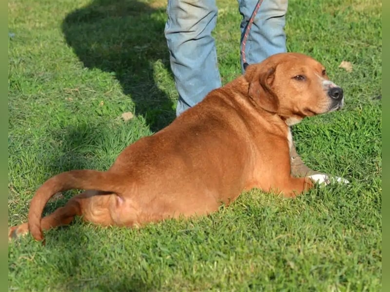 „Uwe“ ist ein Seelenhund. Er ist sehr sanft, ruhig, sehr anhänglich.Ca. 2018. geboren
