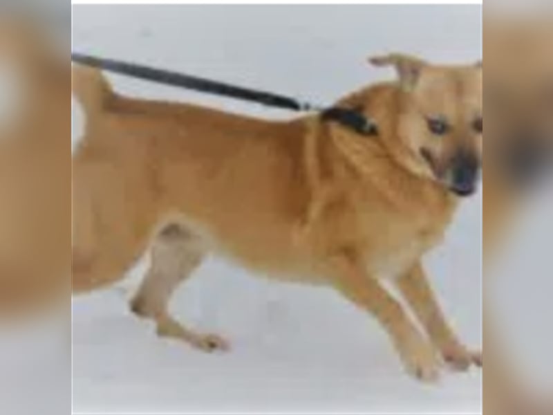 Dingo - Rüde , aufmerksam, treu, aktiv. Geb. ca. 2012/2013