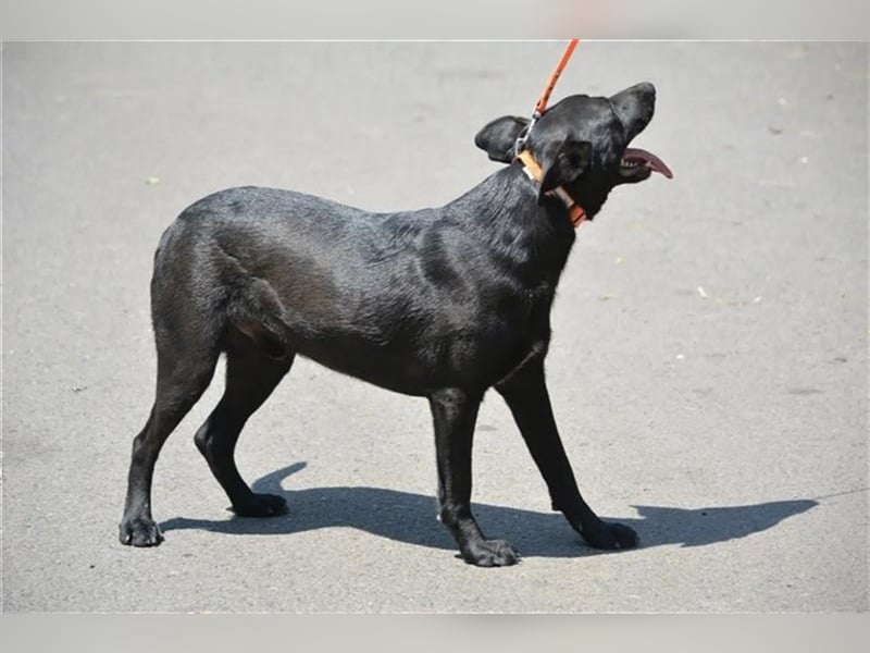 Mike - Lieber Labrador-Viszla Rüde, geb. ca. 2021, gut verträglich, aufmerksam