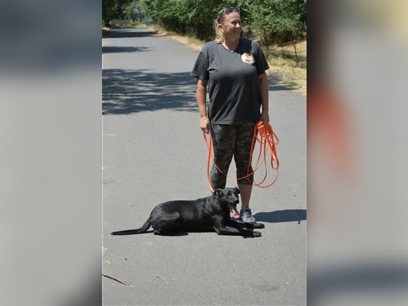 Mike - Lieber Labrador-Viszla Rüde, geb. ca. 2021, gut verträglich, aufmerksam