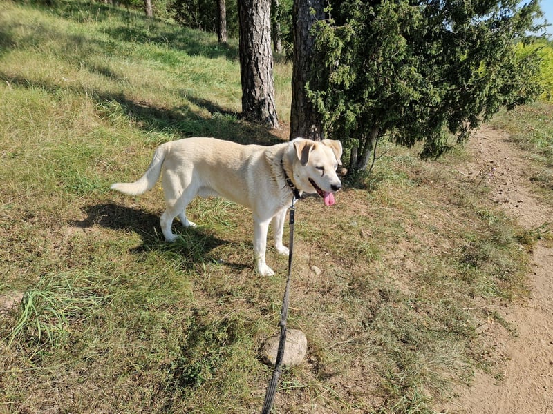 ADI, ca. 2017 geboren, Labbi-Mix, sehr treu und lieb, sucht Einzelplatz