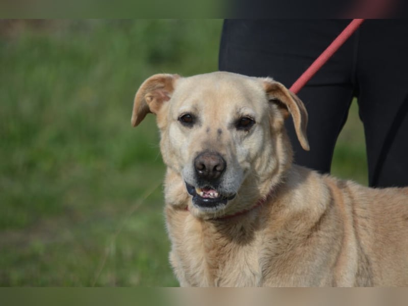 MISHA ist ein sehr lieber und freundlicher (großer) Labrador-Mixrüde, ca. 2018/2019 geboren.