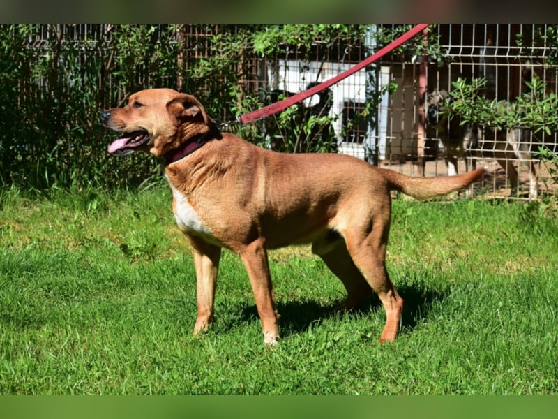 Sein Unterbiss ist einfach zum Liebhaben. Der Schatz „VENDEL“, ca. 04.2021 geboren
