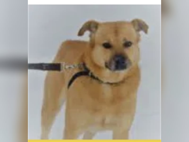 Dingo - Rüde , aufmerksam, treu, aktiv. Geb. ca. 2012/2013