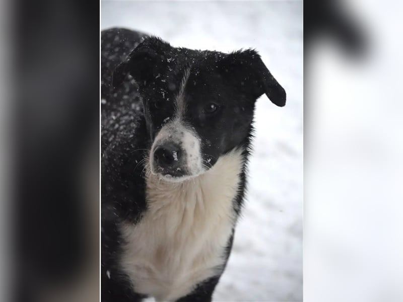 Lieber noch zurückhaltender Junghundrüde „Cooper“, ca. 09.2023 geboren, sucht Körbchen