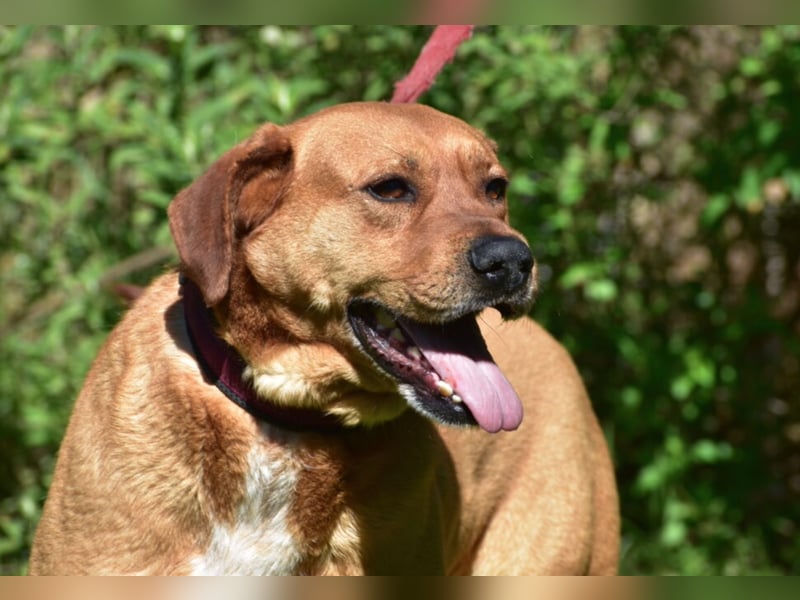 Sein Unterbiss ist einfach zum Liebhaben. Der Schatz „VENDEL“, ca. 04.2021 geboren